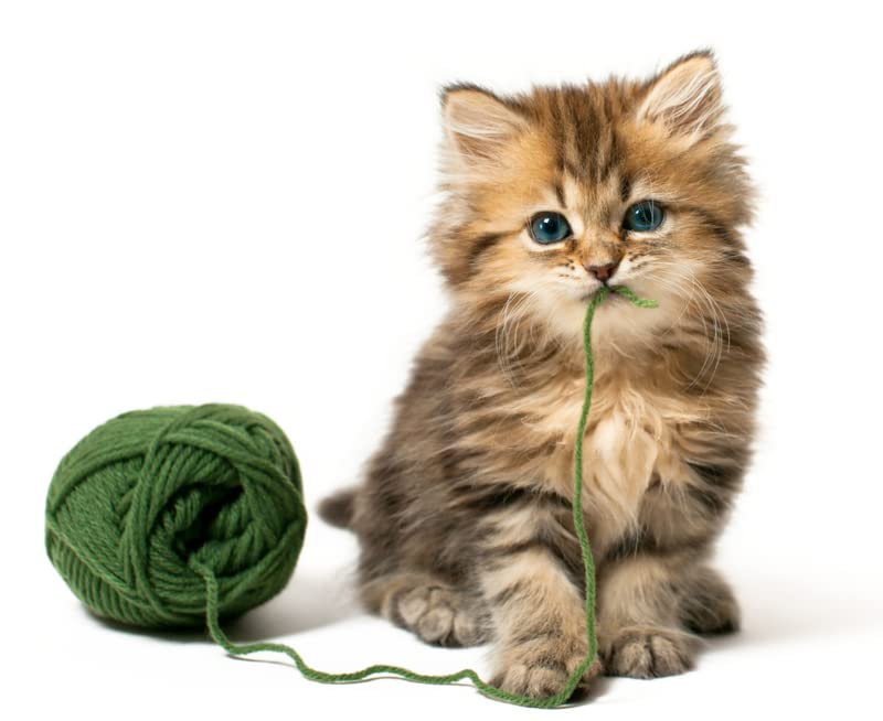 Kondoos Colored Natural wool roving, 1 lb. Best wool for needle felting, wet felting, handcrafts and spinning. (Grass green, 1 lb)